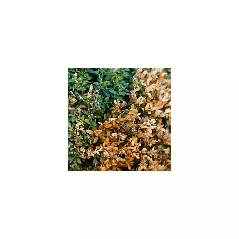 Britain's Hedges Under Siege: The Invasive Pest Plaguing Our Countryside