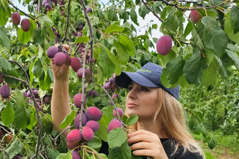 British Plum Boom: Tesco Backs Local Growers to Meet Soaring Demand