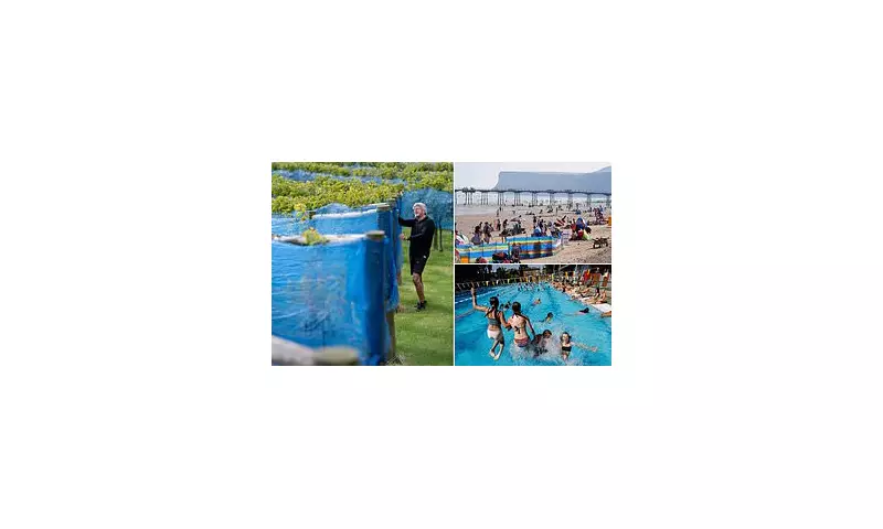 British Winemakers Battle Weather Woes as Grape Harvest Takes a Hit