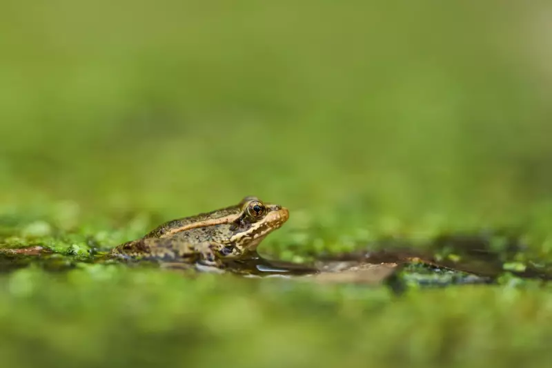 California's Red-Legged Frog Makes Historic Comeback After 20-Year Absence