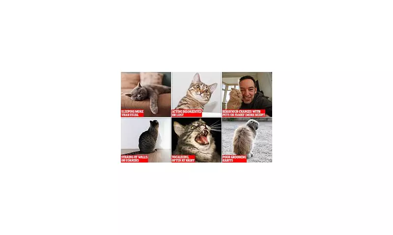 Cats Can Develop Dementia Just Like Humans, Groundbreaking Study Reveals