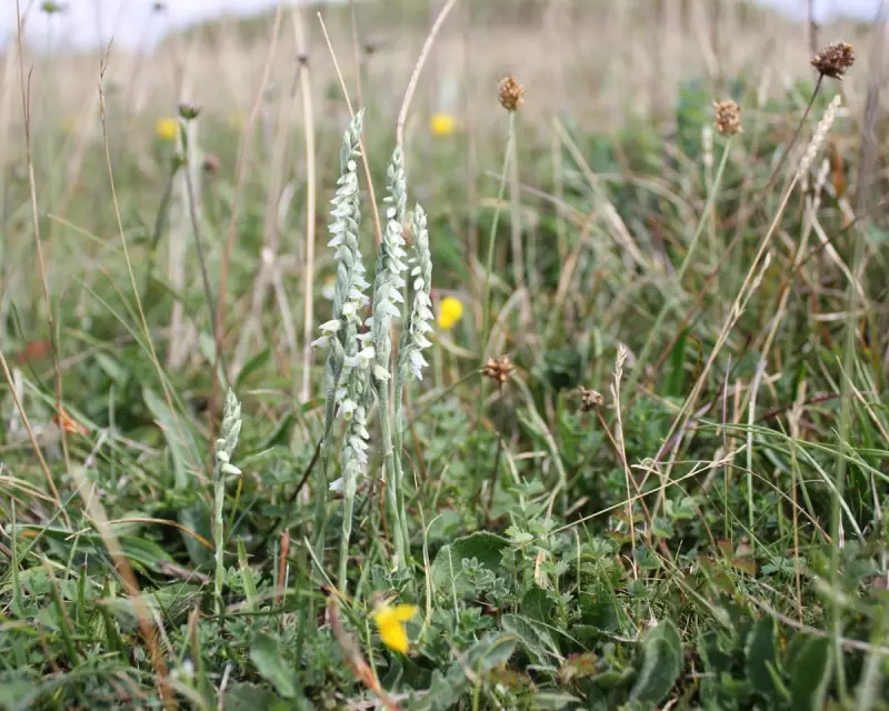 Chalk Downland Secrets: A Treasure Hunt on Britain's Ancient Hills