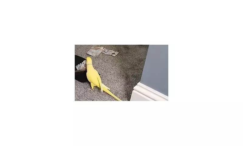 Chatty Parrot Exposes Drug Gang by Repeating Dealers' Phrases in Viral Video