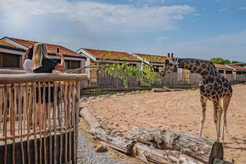 Chester Zoo Unveils Stunning New Safari Lodge Reserve – Book Your Wild Getaway Now!