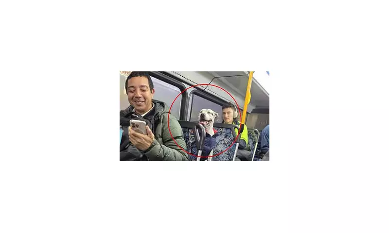 Clever Pup Takes Solo Bus Ride in Sydney: Search for Owner Underway