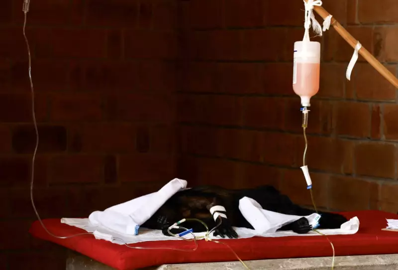 Climate Crisis Pushes Wildlife to the Brink: Monkeys Fall from Trees, Barnacles Bake Alive in Extreme Heat