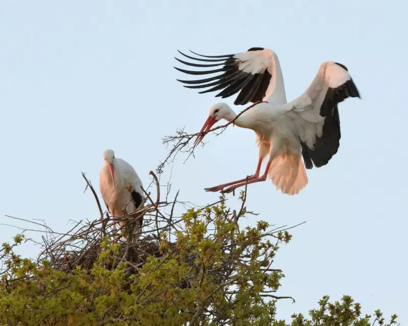 Could White Storks Return to London? Rewilding Group Launches Feasibility Study
