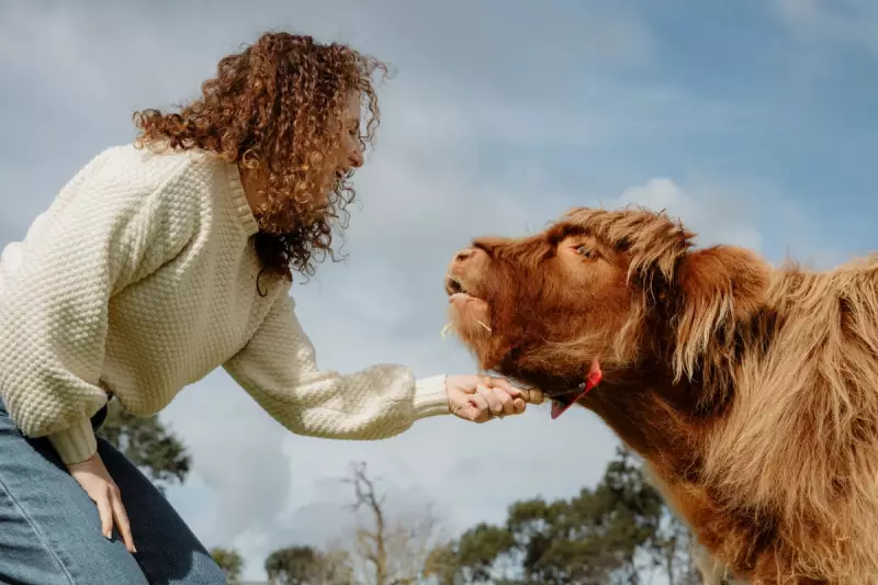 Cuddle a Highland Cow in South Australia: The Ultimate Animal Encounter