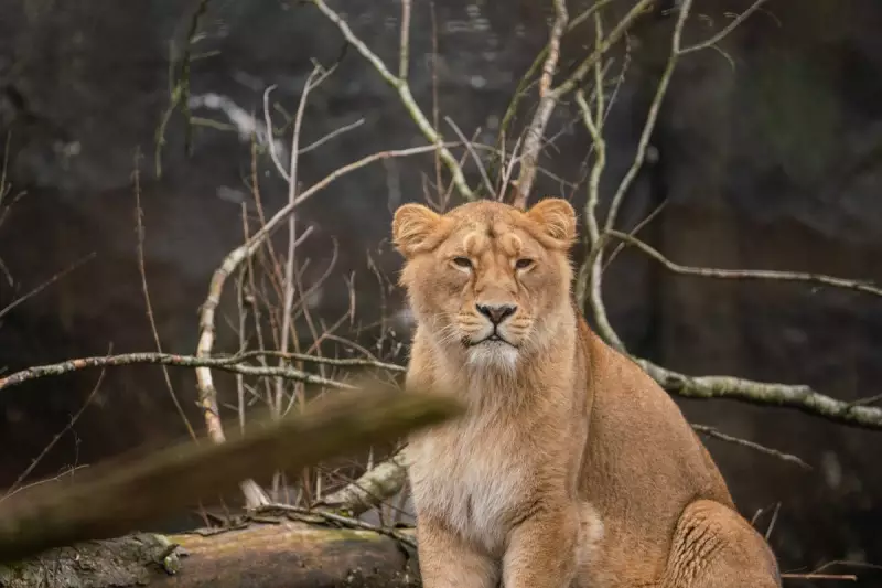 Danish Zoo Sparks Outrage by Feeding Live Pets to Predators