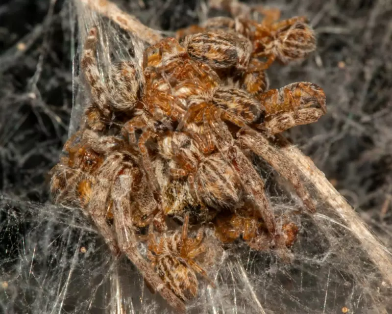 David Attenborough's Spine-Tingling New Nature Series: A Must-Watch for Wildlife Enthusiasts