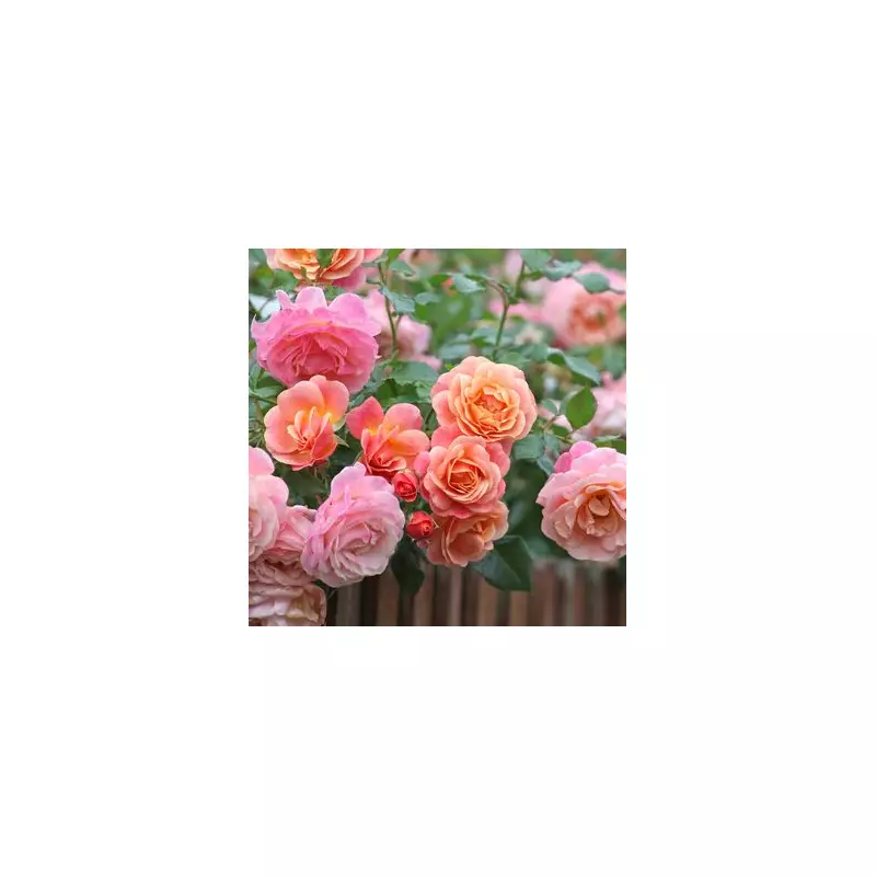 Deadhead Your Roses NOW: The Expert's Secret to Non-Stop Blooms All Summer Long