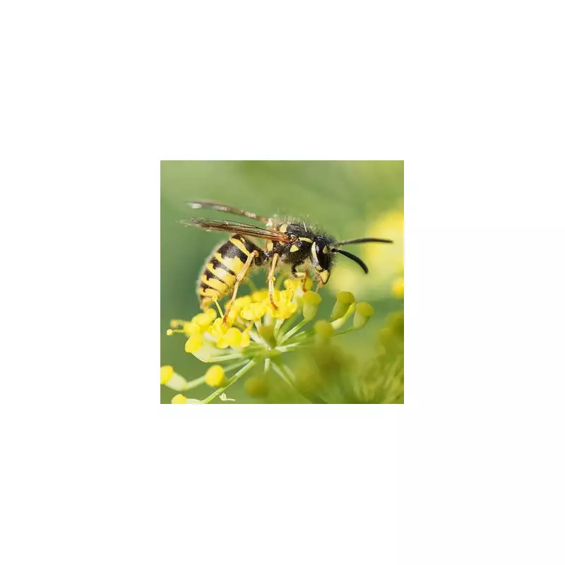 Deadly Asian Hornets Set to Invade UK: Experts Warn of Looming Threat