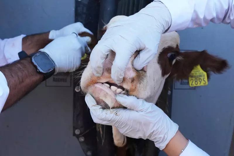 Deadly Heatwave Claims Lives in Mexico and US: Record Temperatures Grip the Region