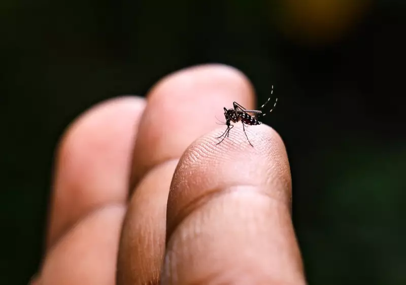 Dengue Fever Surges in Pacific Islands: Climate Crisis Fuels Outbreaks in Samoa, Fiji, and Tonga