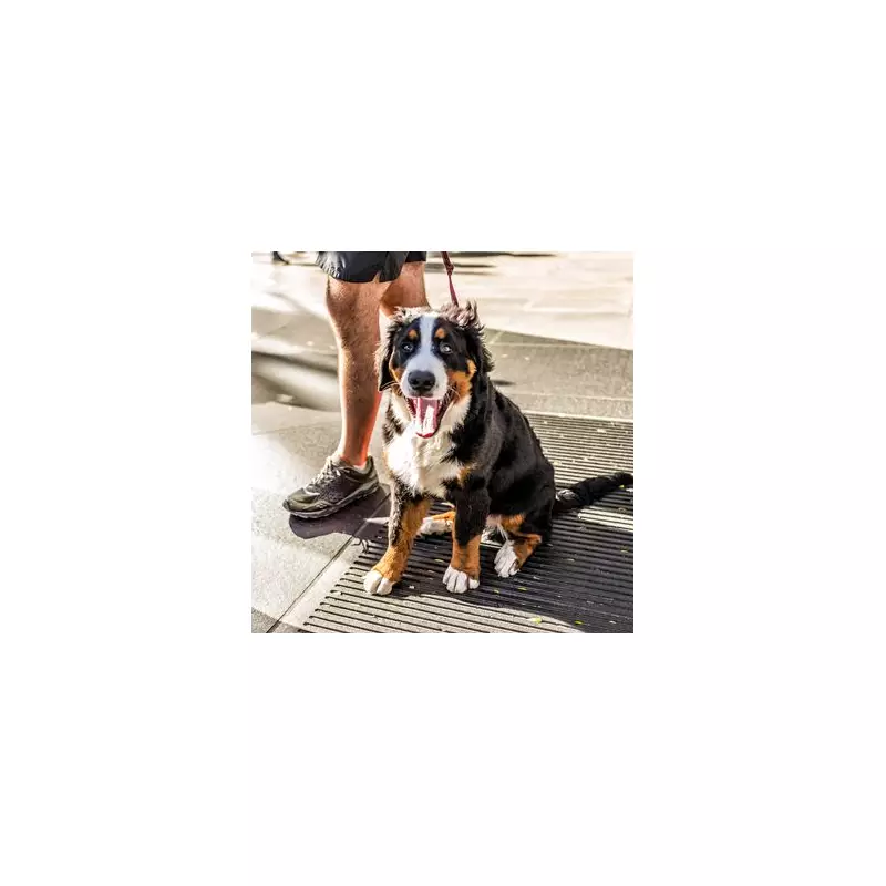 Dog Owner Reveals Crucial Reason Your Pup Shouldn't Sleep in Your Bed – Expert Warning