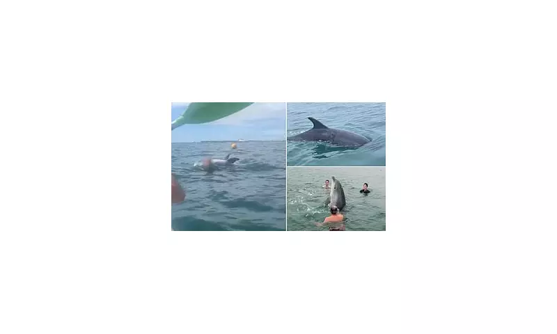 Dorset Dolphin Attack: Shocking Footage Shows Swimmers Brutally Harassing Reggie the Dolphin in Bournemouth Bay