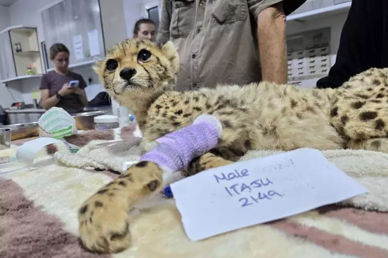 Dramatic Cheetah Cub Rescue: 18 Saved From Illegal Wildlife Trade In Somaliland