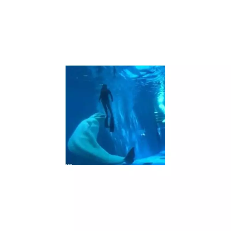 Dramatic Underwater Encounter: Beluga Whale Attacks Divers in Baffling Incident