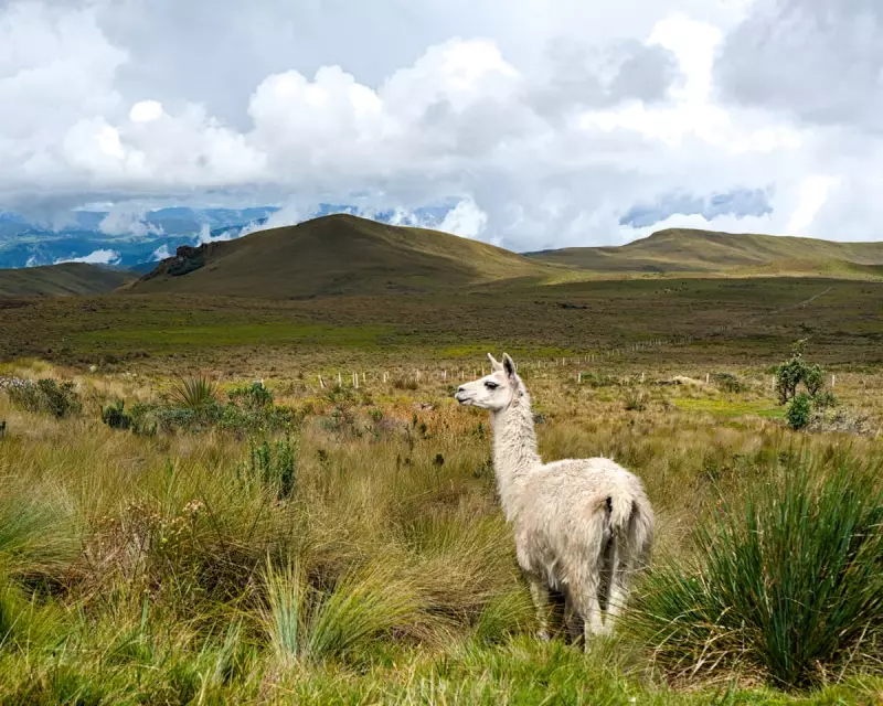 Ecuador's Páramo Ecosystem Under Threat: Gold and Copper Mining Sparks Outrage