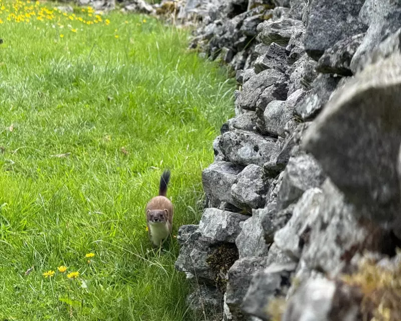 Even Stoats Need a Break: The Surprising Moments of Rest in the Wild