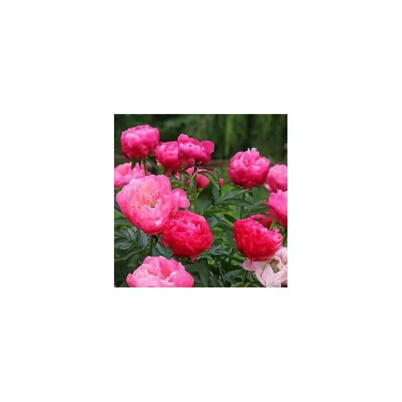 Expert Gardener Reveals Simple Trick to Grow Bigger, Bolder Peonies