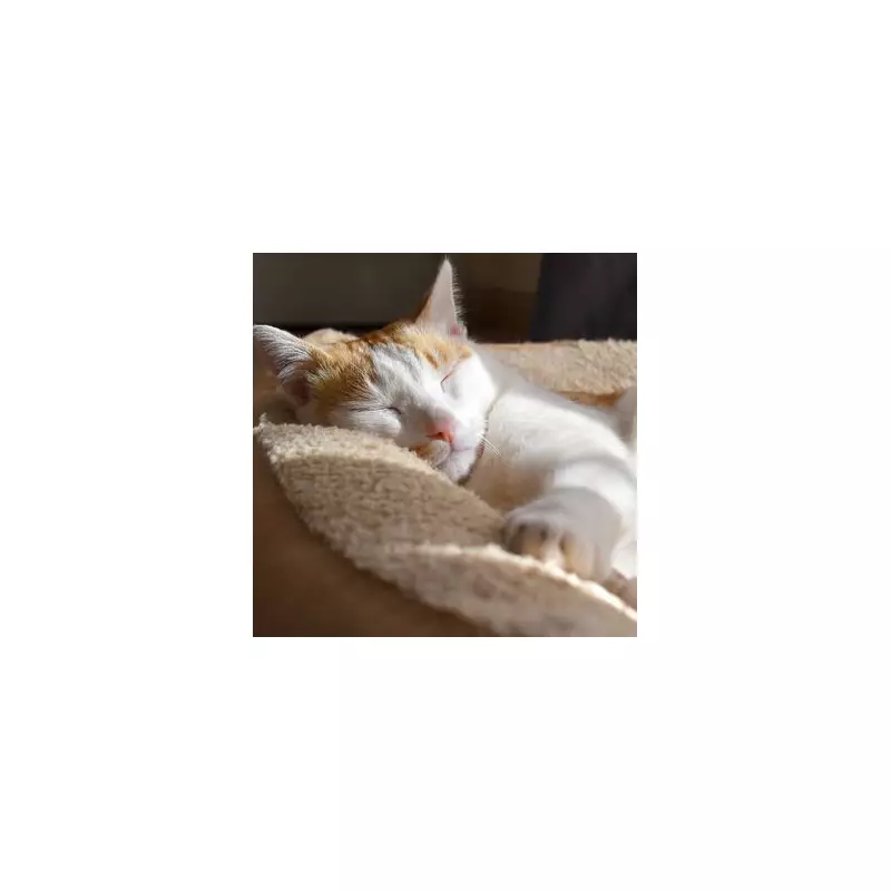 Family Stunned as Pet Flap Invites in a Parade of Wild Foxes and Badgers | UK Wildlife Encounter