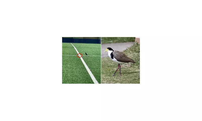 Feathered Pitch Invader Halts Play: Aussie Sports Ground Shut After Protected Bird Lays Egg on Halfway Line