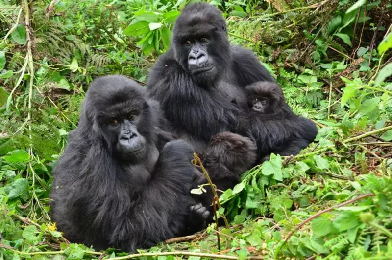 Female Gorillas Form Lifelong Friendships – Just Like Humans, Study Reveals