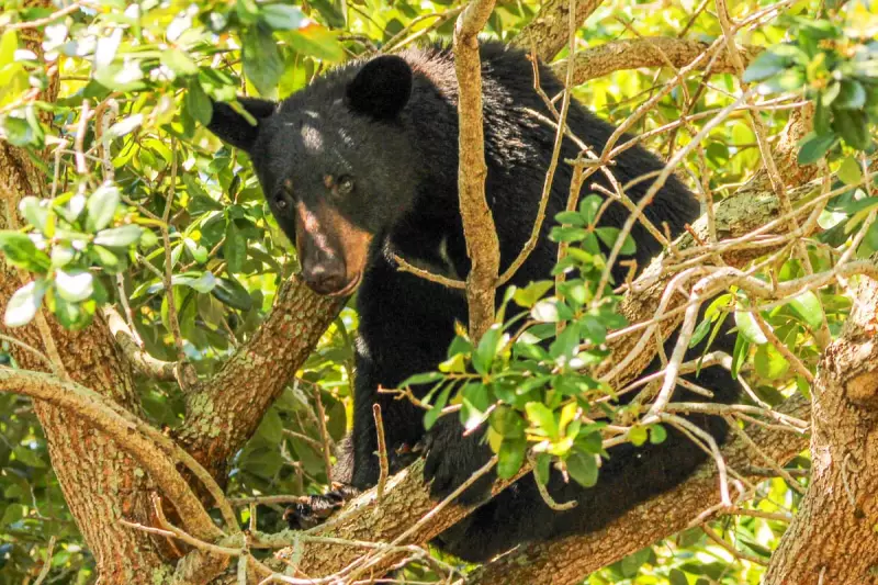 Florida Approves Controversial Black Bear Hunt Amid Rising Conflicts