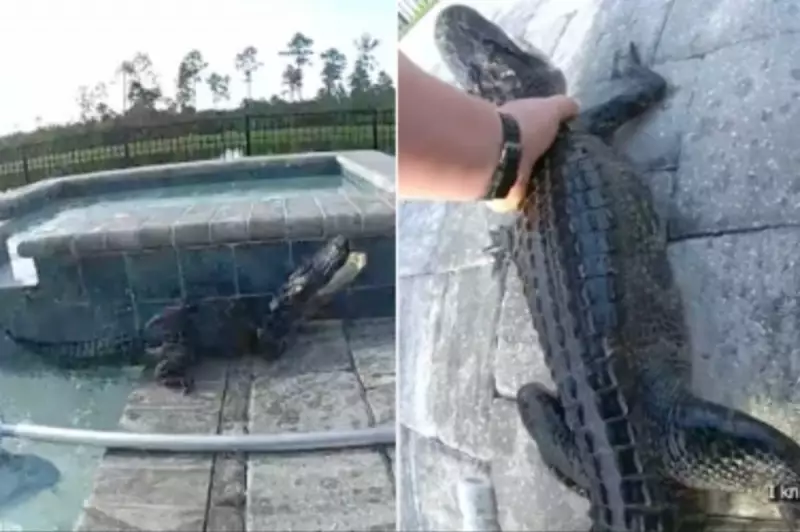Florida Deputy Saves Stranded Alligator from Swimming Pool in Daring Rescue