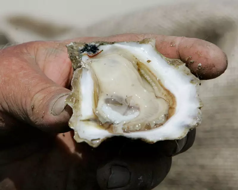 Florida's Oyster Crisis: A Silent Ecosystem Collapse Threatens a 200-Year-Old Jazz Tradition