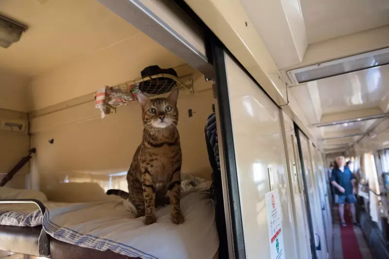 French Rail Giant SNCF Fined €1,000 for 'Excessive Train Noise' That Disturbed a Sleeping Cat
