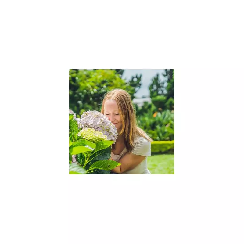 Garden Experts Reveal: 7 Foolproof Secrets for Stunning Hydrangeas This Summer