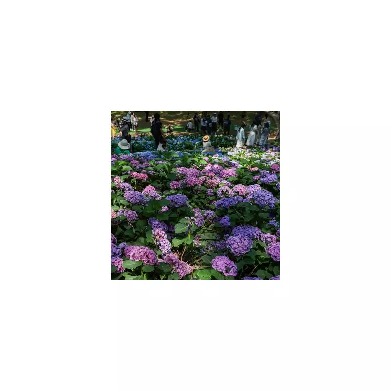 Gardeners, Don't Miss This Crucial August Task to Save Your Plants!