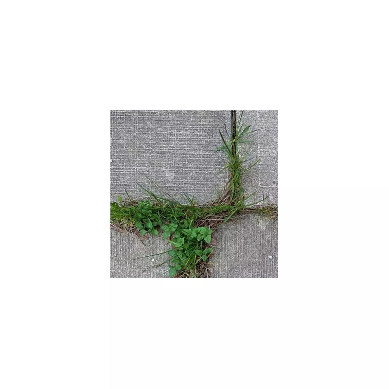 Gardener's Shocking Claim: Weeds Are Killing Off Plants – Here's How to Stop Them