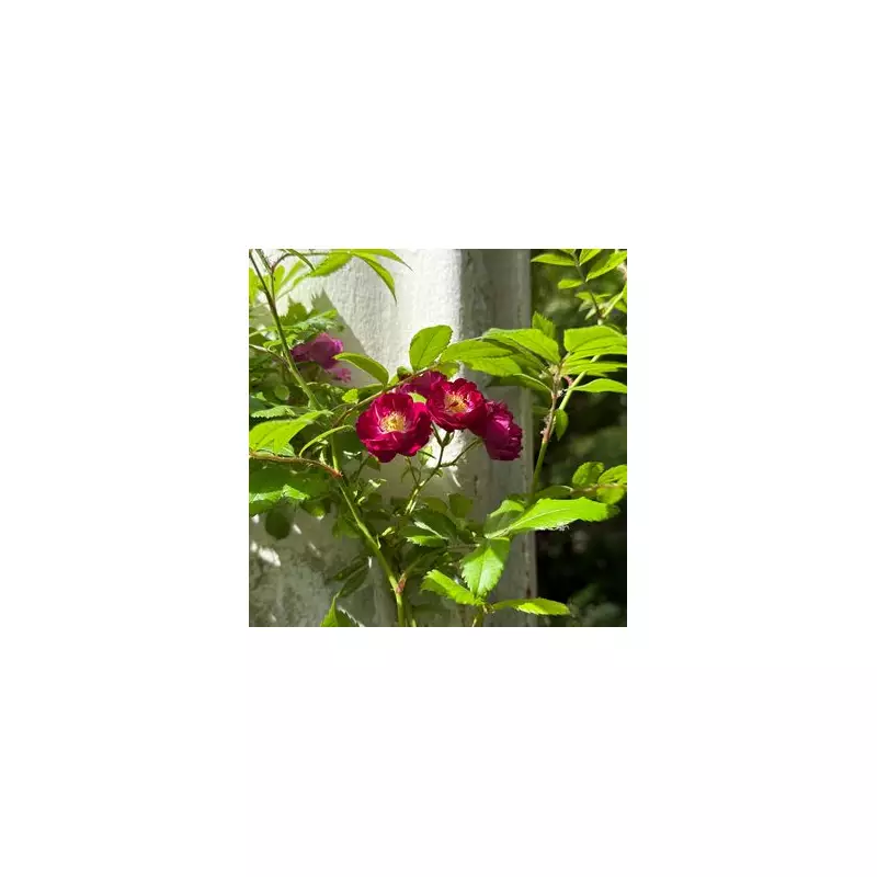 Gardeners Warned: Avoid These Common Mistakes When Planting Perennials This Autumn