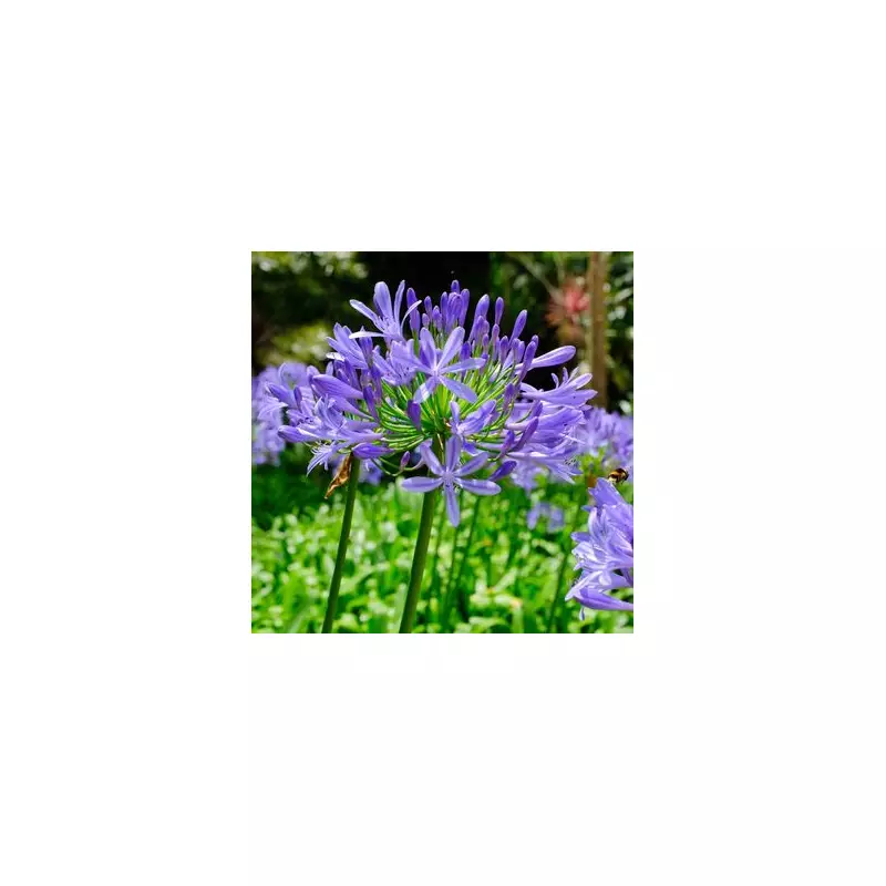 Gardening Expert Reveals the Perfect Time to Plant Tomatoes for a Bumper Harvest