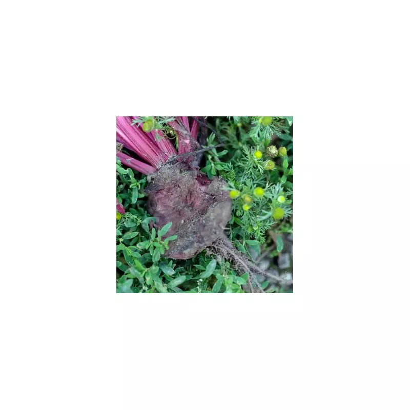 Gardening Experts Reveal: It's Not Too Late to Plant These Flowers for a Stunning Summer Display