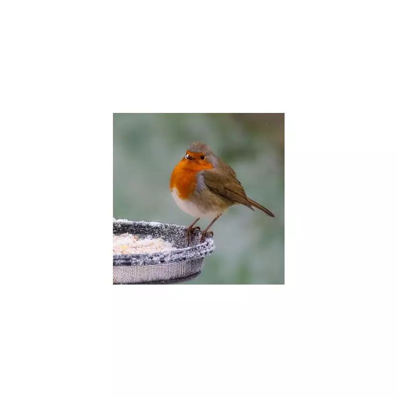 Gardening Secrets: Why Robins Adore Your Garden & How to Attract Them All Year Round