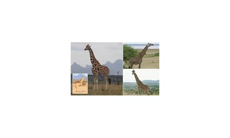 Genetic Breakthrough: Scientists Discover Four Distinct Species of Giraffe, Not Just One