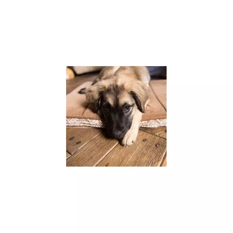 German Shepherd and Golden Retriever Puppies? Not Quite! Meet the Adorable Mixed Breed Taking the Internet by Storm