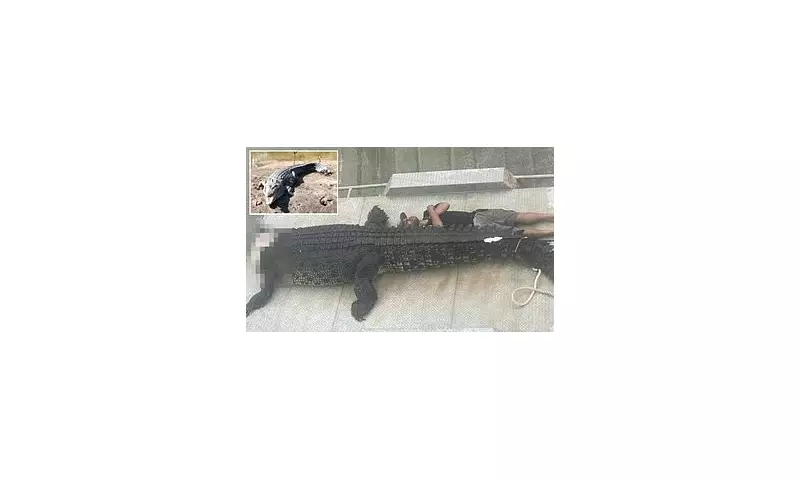 Giant 4.3-Metre Crocodile Found Dead in Queensland: Suspected Poachers Hunted