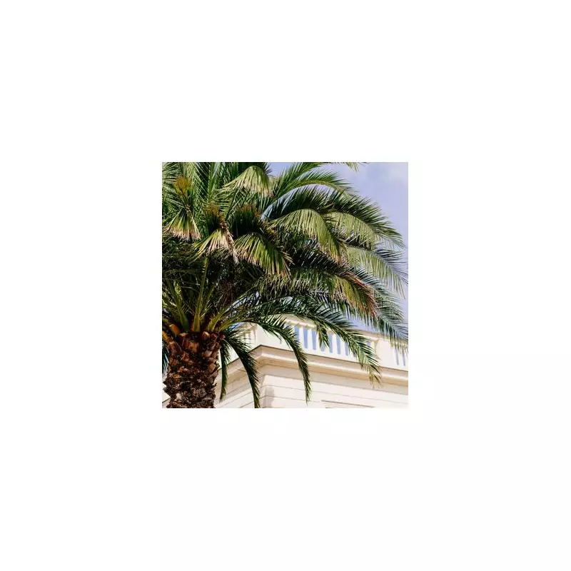 Giant Indoor Palm Tree for Sale – Perfect for UK Homes!