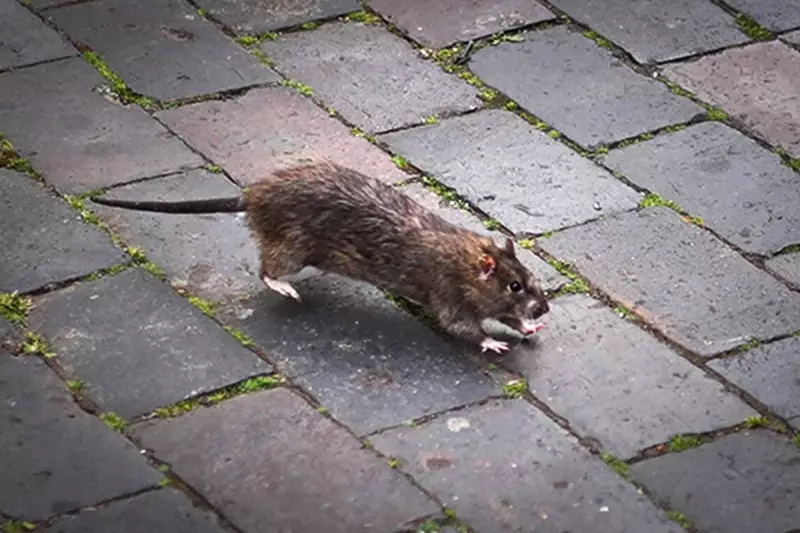 Giant Rat Infestation Crisis: UK Councils Battle Rising Rodent Numbers