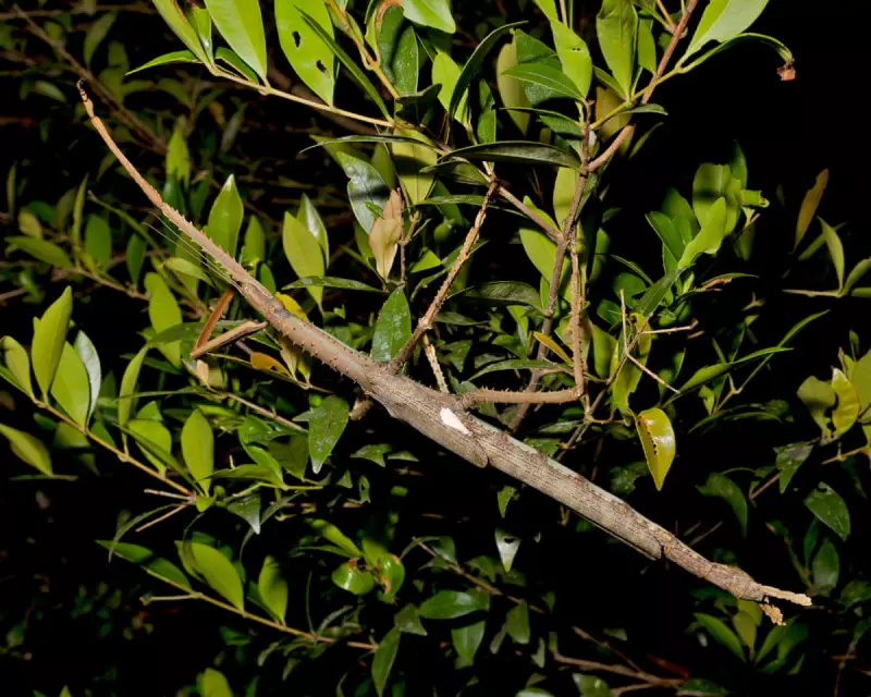 Giant Stick Insects Return to Australia: How These Bizarre Creatures Are Reshaping the Ecosystem