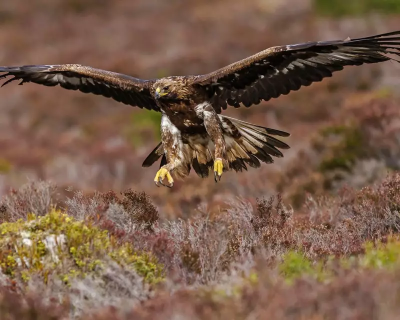 Golden Eagles Set to Soar Again in England: A Historic Reintroduction