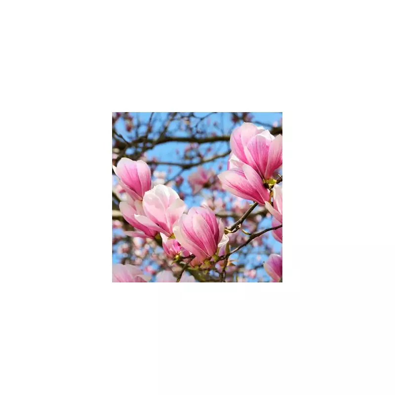 Grab a Stunning Magnolia Tree in This Limited-Time Flash Sale!