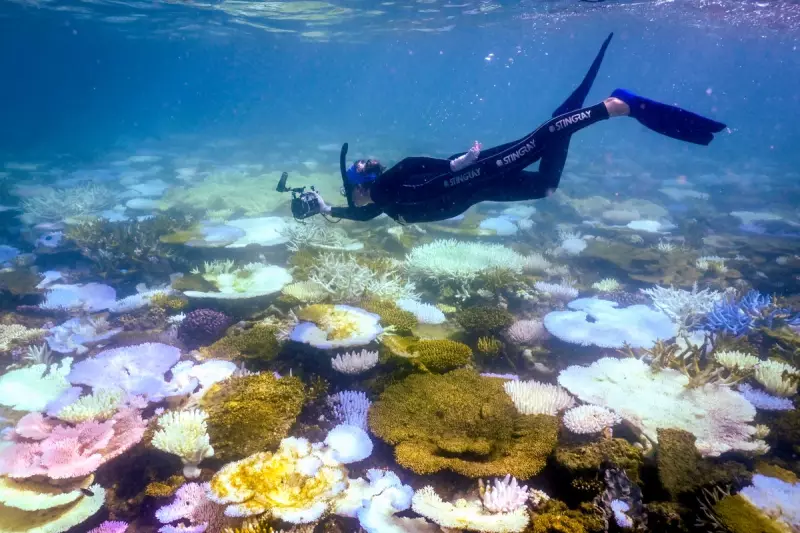 Great Barrier Reef Suffers Worst Mass Bleaching Event on Record as Coral Decline Accelerates