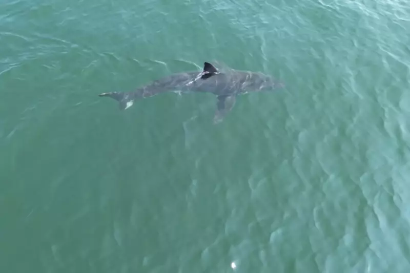 Great White Shark Spotted Off Maine Coast: Experts Warn Swimmers