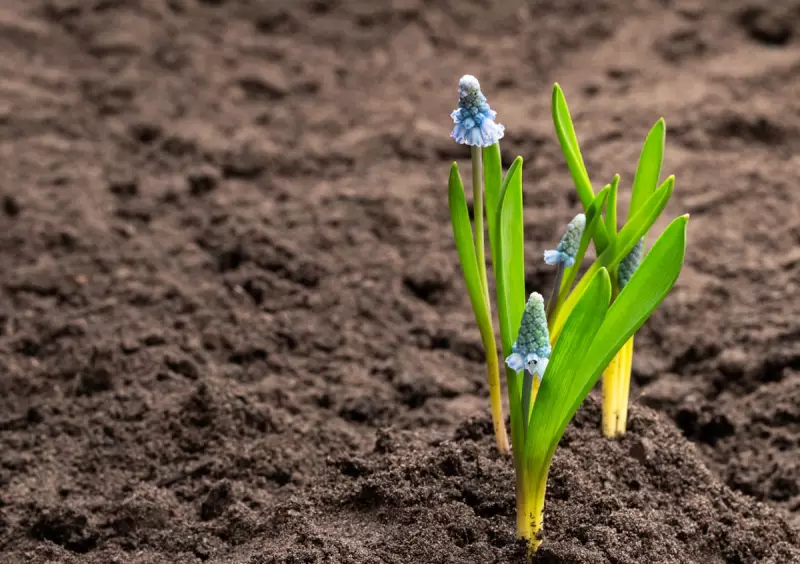 Green-Fingered & Overwhelmed? Your No-Fuss Guide to Starting a Garden from Scratch